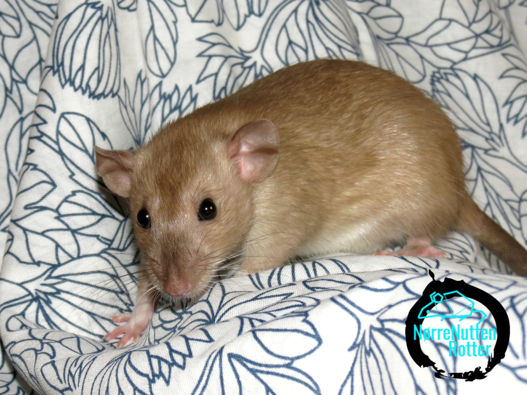 Exuberante Rato Burmese escuro com focinho chocolate