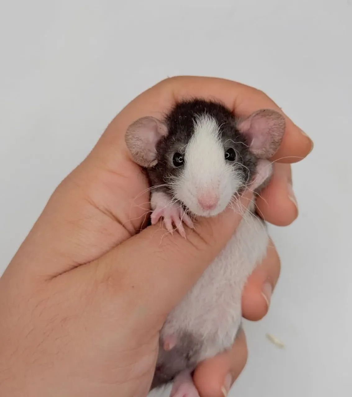 Rato Husky que desbotou quase inteiramente para prateado