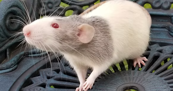 Rato Marten Black com os inconfundíveis olhos brilhantes rubis