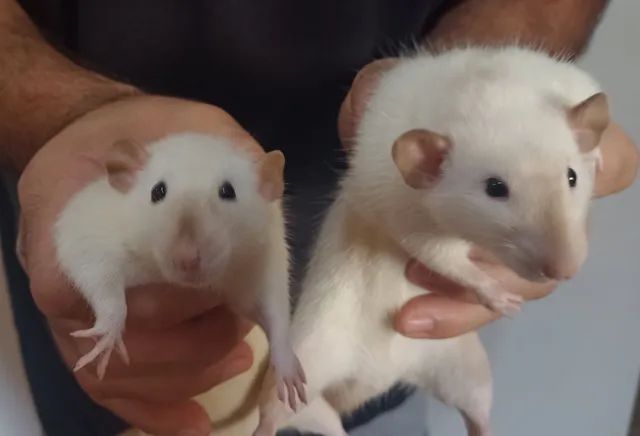 Rato Siamês Dumbo exibindo escurecimento no focinho